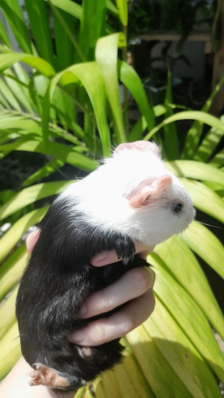 Vende-se porquinho da índia  - Foto 4