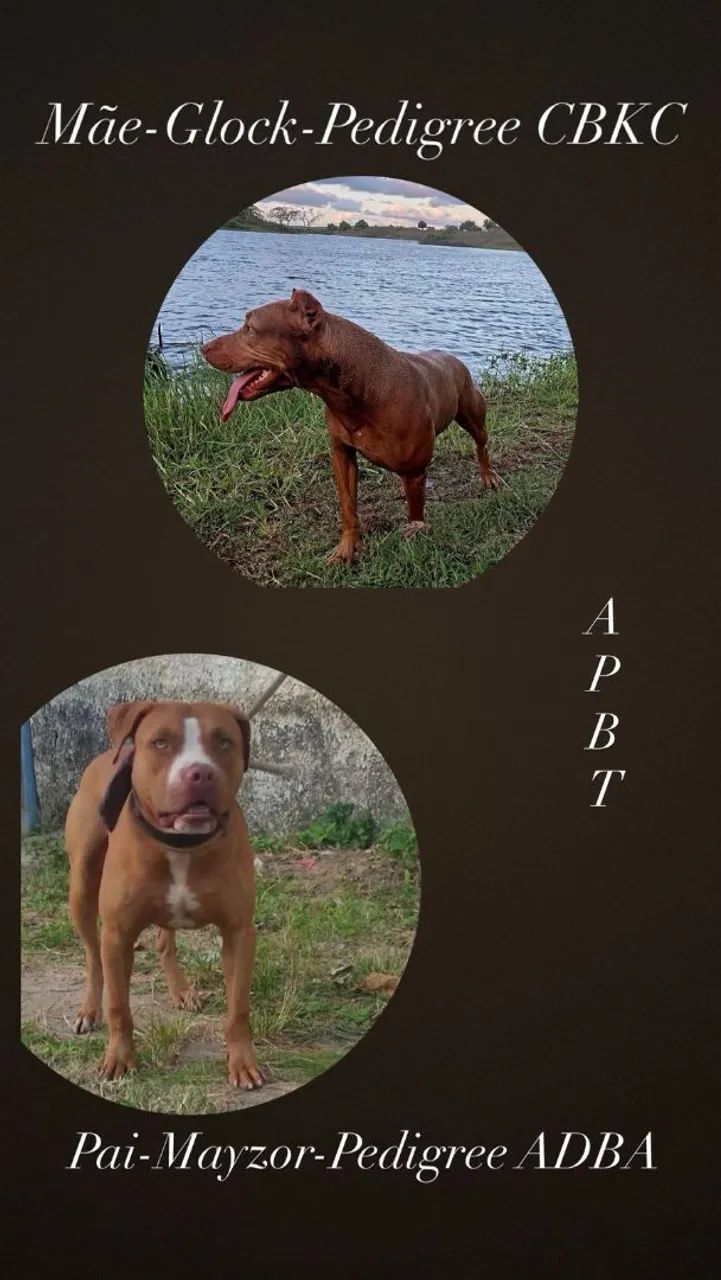 Filhote de Pitbull  - Foto 5