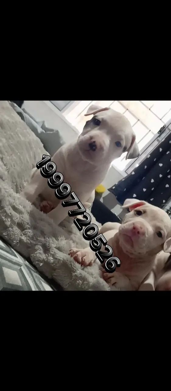 Filhote de Pit Bull  - Foto 3