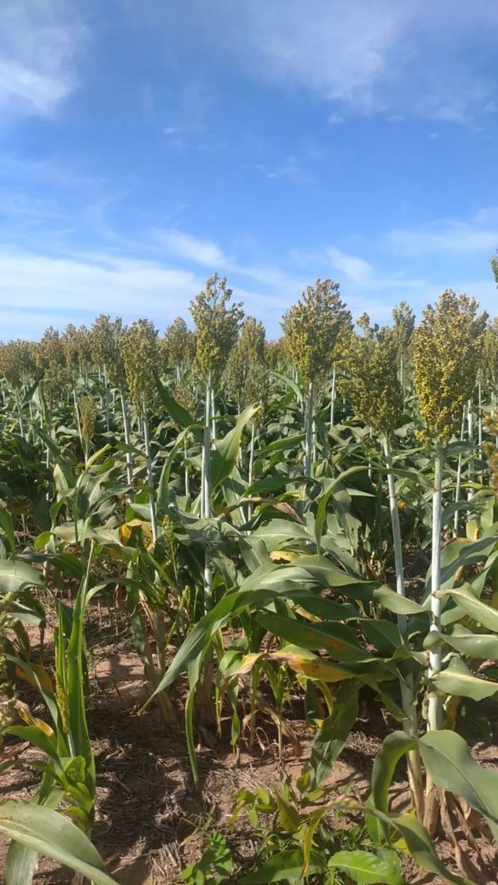 Fazenda a venda em Peixe Tocantins!!! - Foto 4