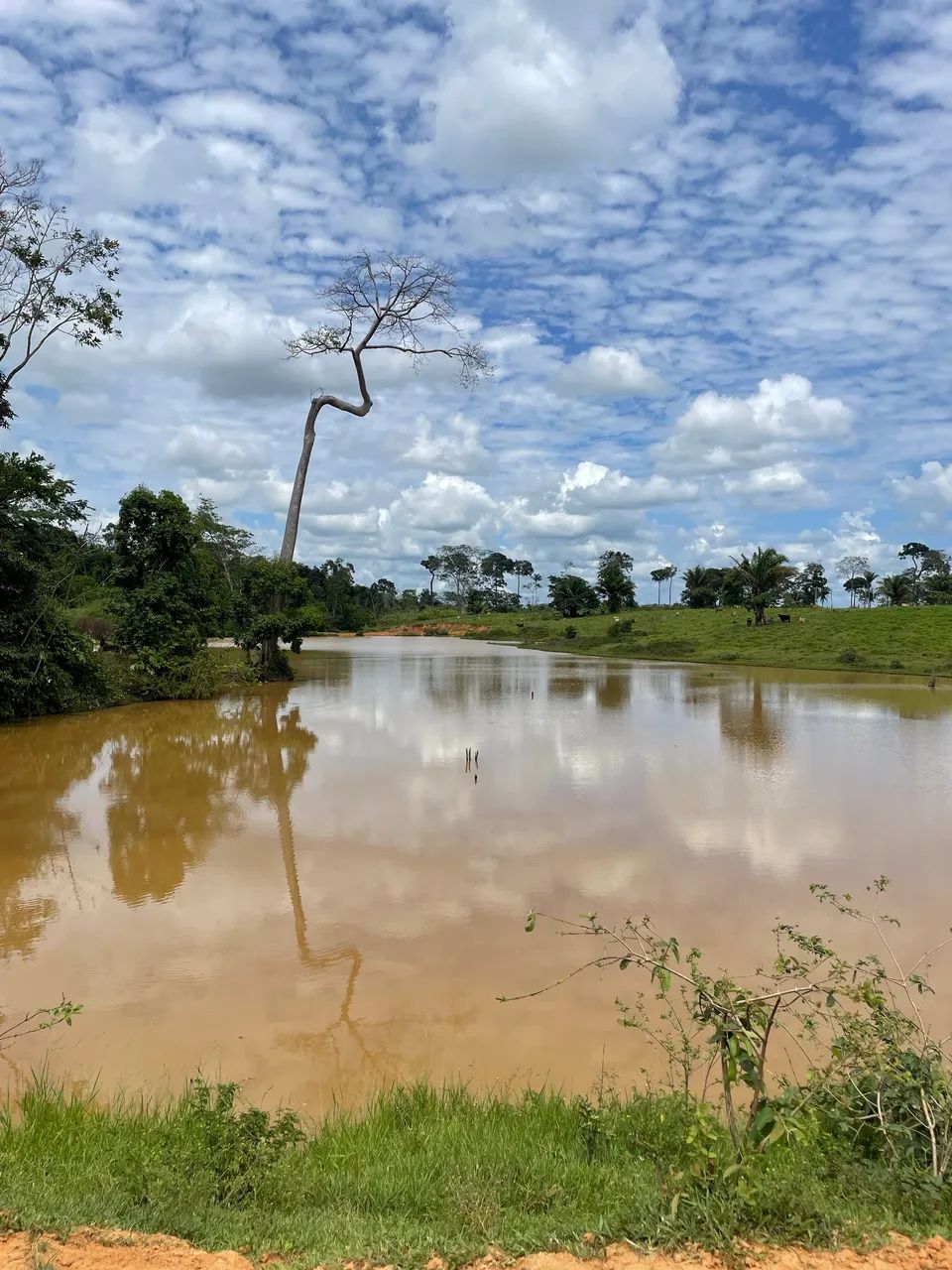 Colônia em Acrelândia 
