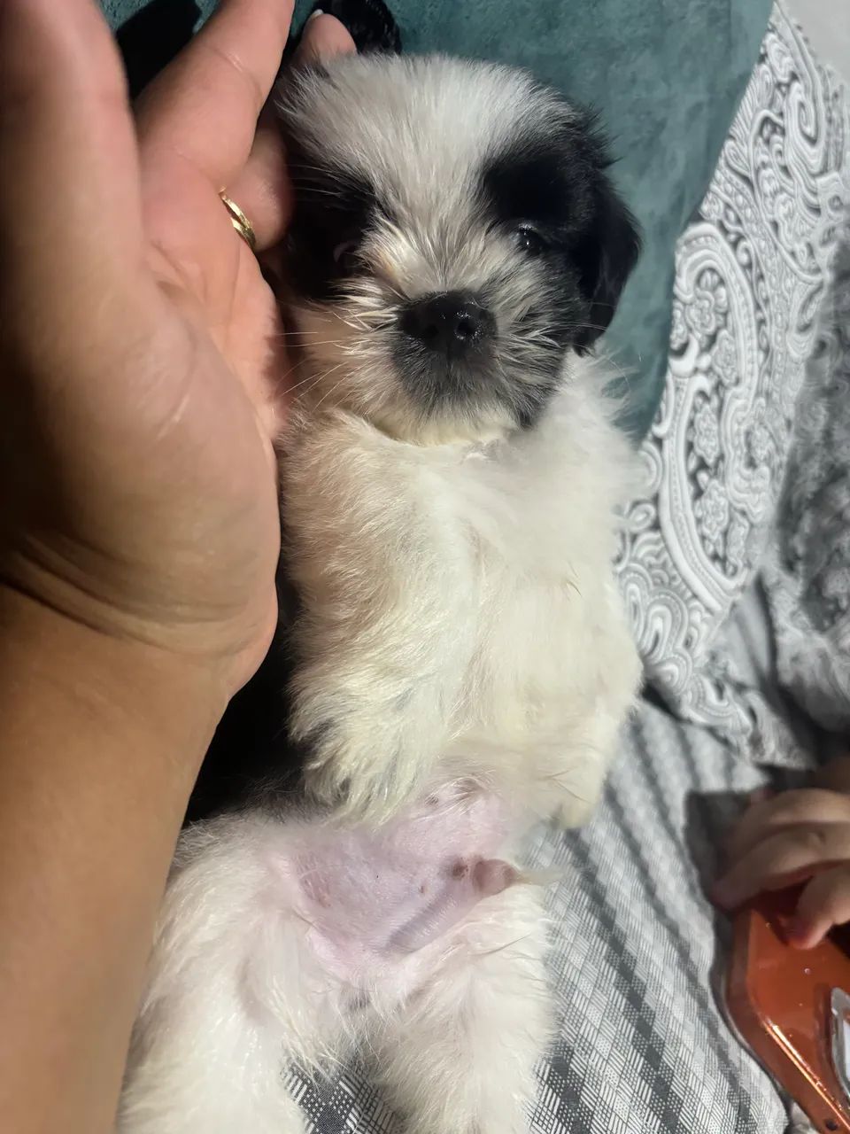 Shih tzu macho  - Foto 2