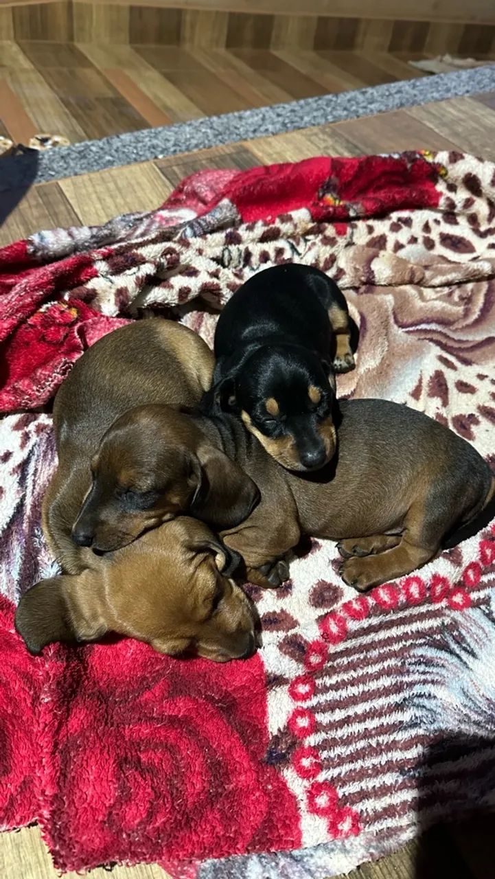 Dachshund/ salsicha  - Foto 4