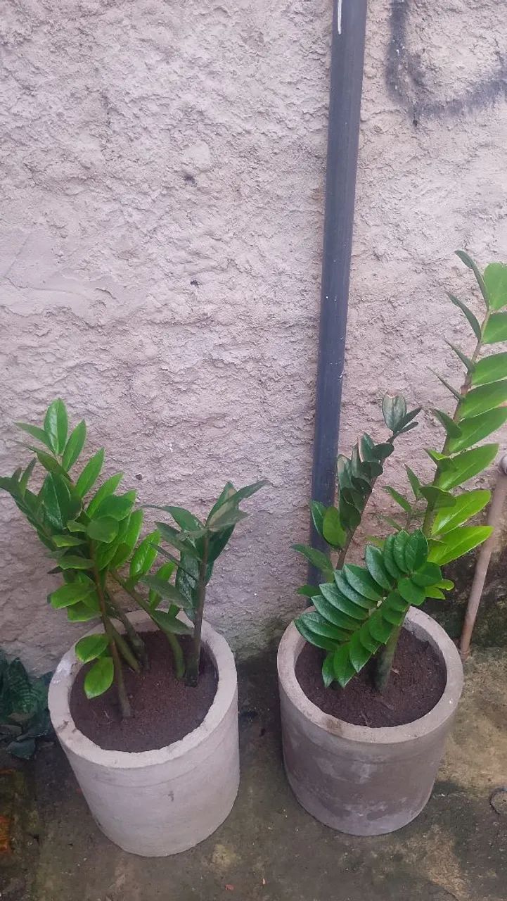 Planta 