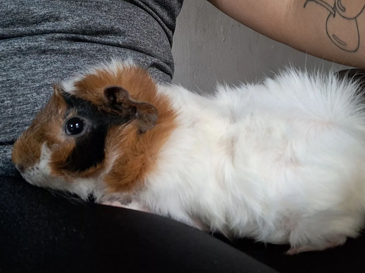 Porquinhos da India