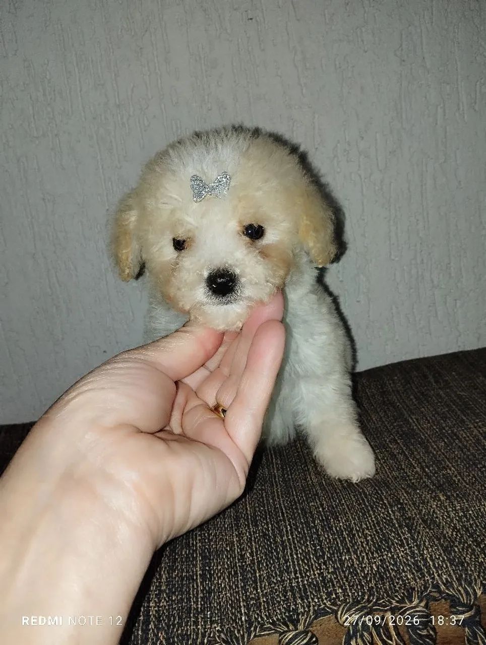 Poodle toy - Foto 2