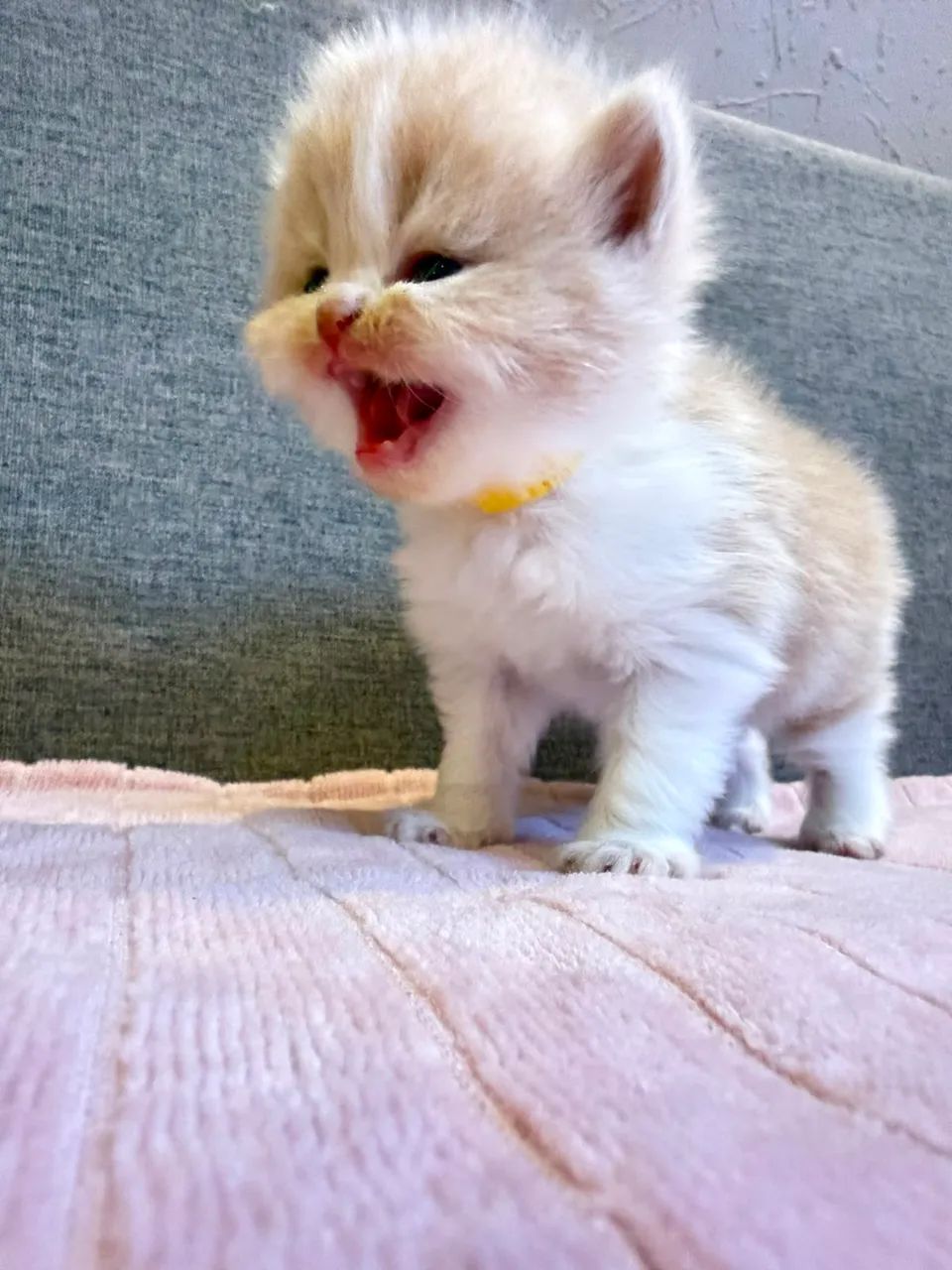 Gato persa  - Foto 5