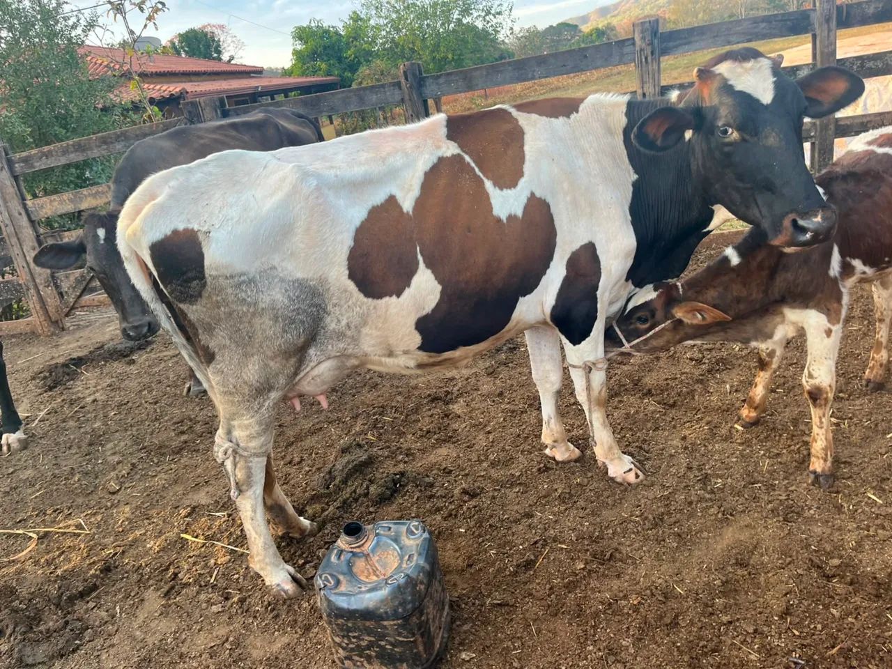 Vaca - Foto 3