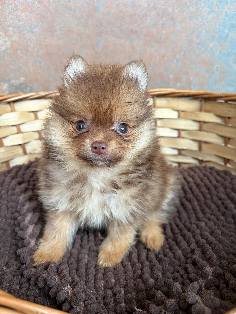 Menino chocotan Spitz Alemão  - Foto 4