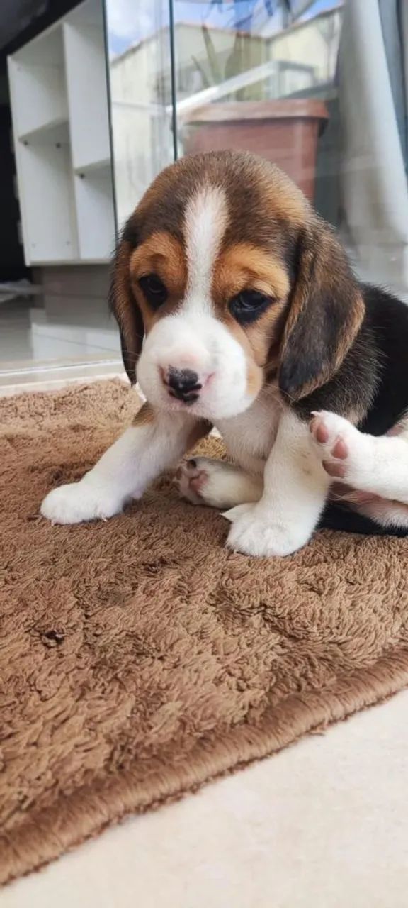 13 Polegadas, Filhotes Beagle com Pedigree. - Foto 4