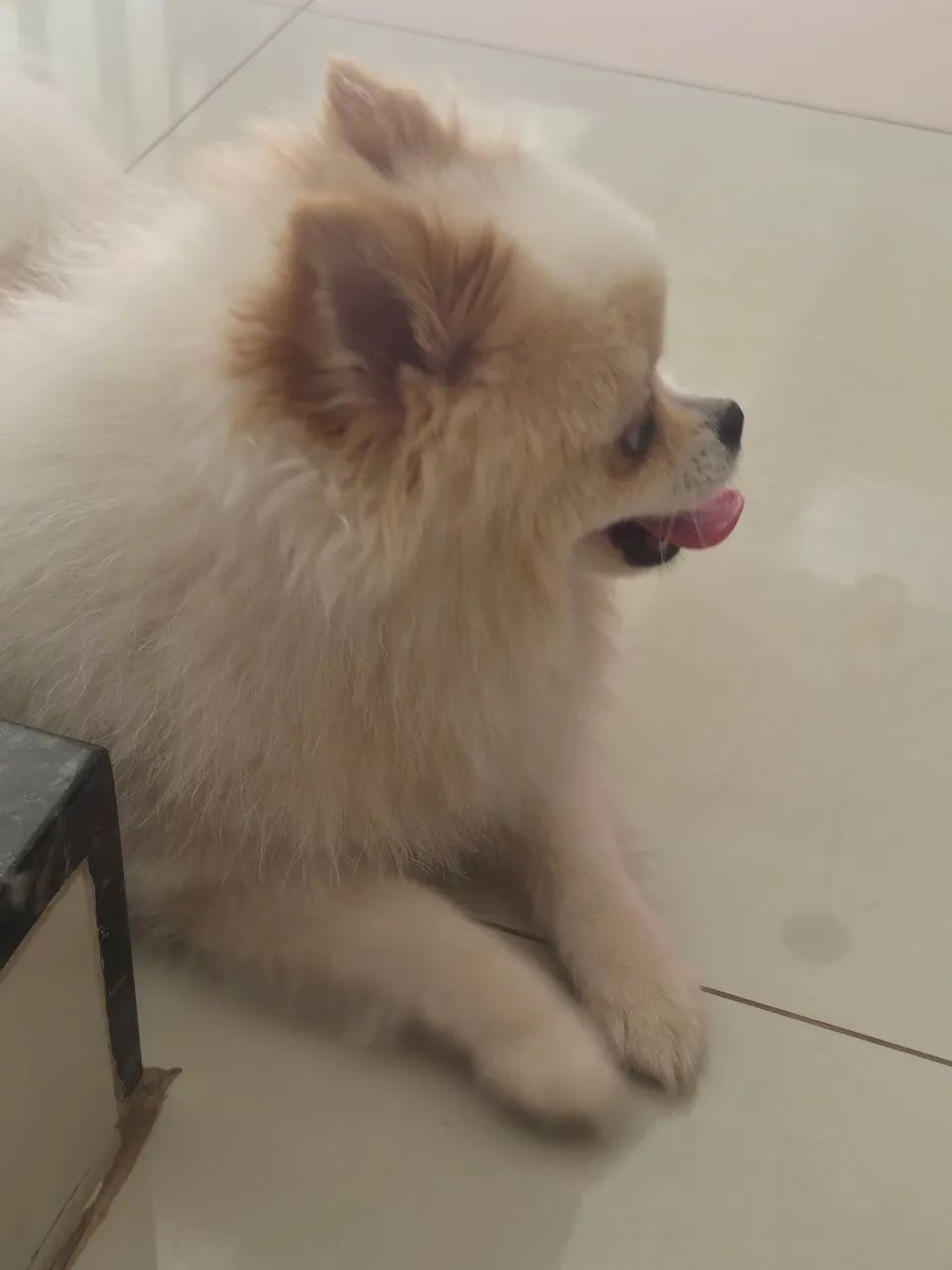 Vendo spitz Alemão (puro)