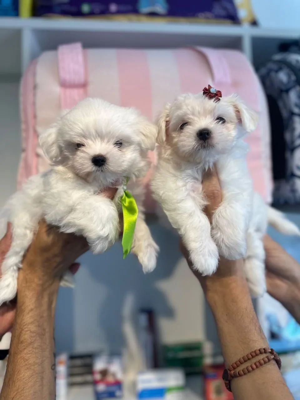 Perfeitos malteses - Foto 4