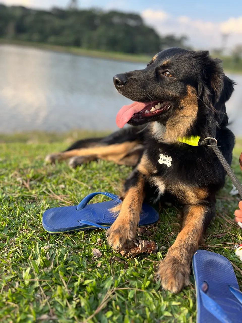 Cachorro - Foto 2