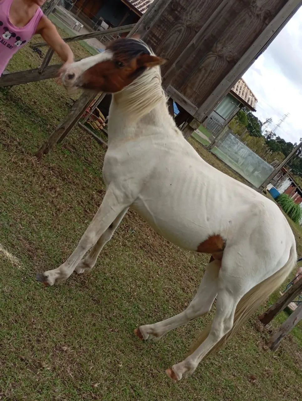 Vendo cavalo marchador 