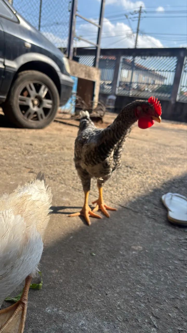 Frango caipira  - Foto 2