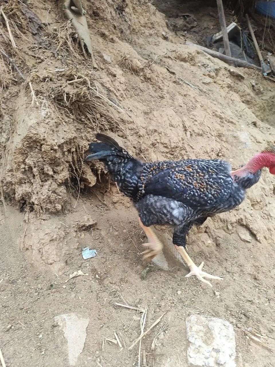 Frango - Foto 2