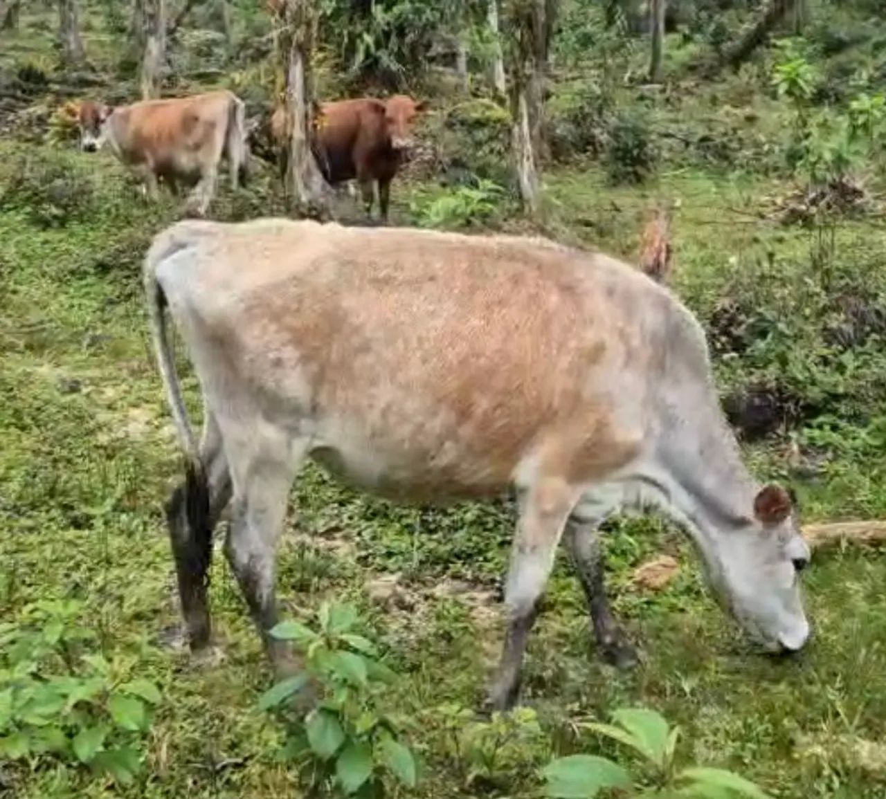 Gado Angus e gado Jersey - Foto 3