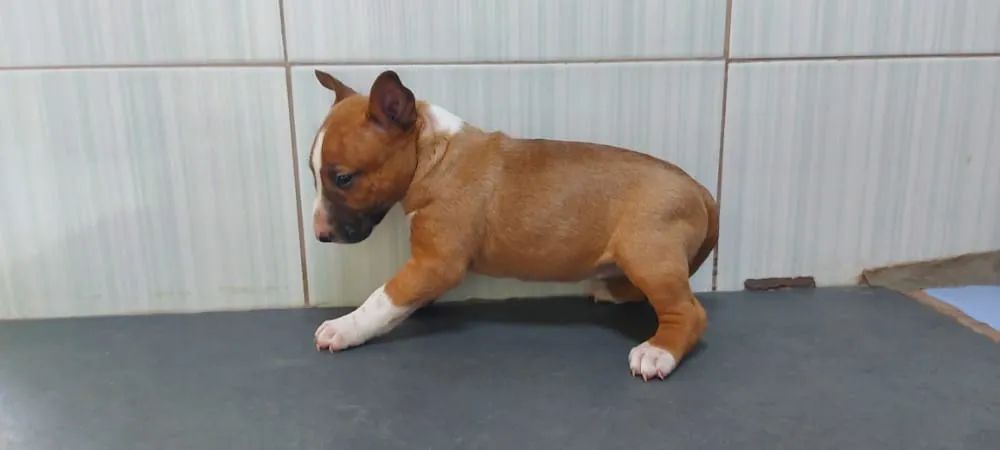 Bull Terrier Inglês,chamar what's - Foto 2