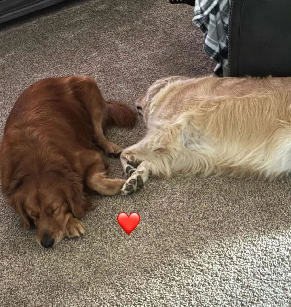 Golden Retriever  - Foto 4