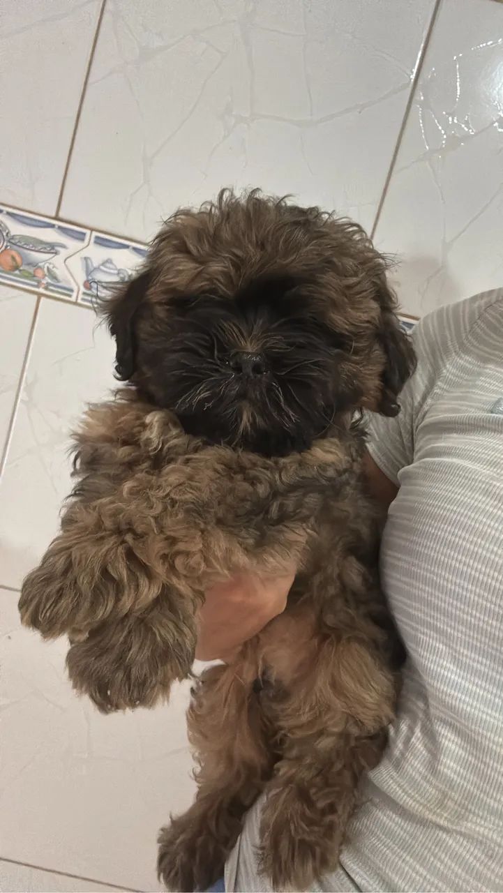 Filhotes de Shih Tzu  - Foto 3