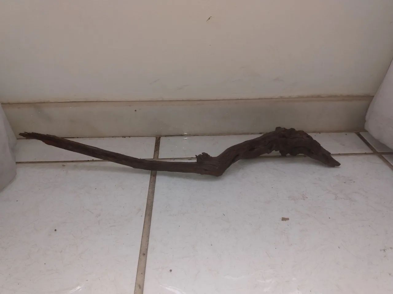 Raizes pequenas compridas  - Foto 5