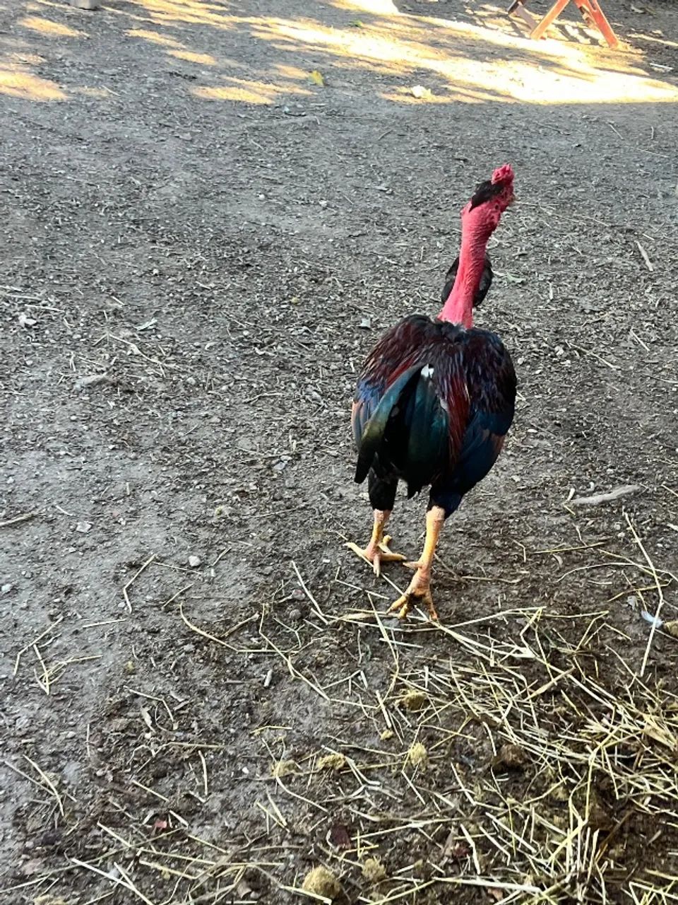 Frango  - Foto 2