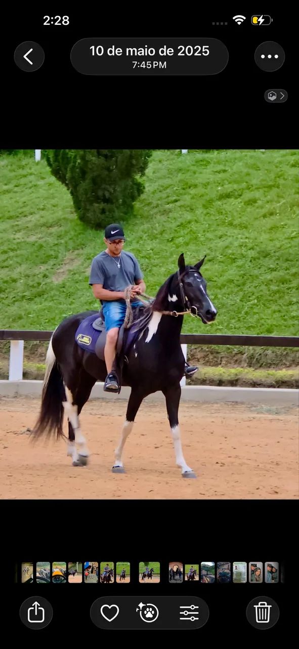 Égua mangalarga - Foto 2
