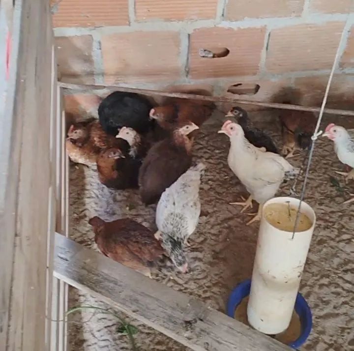 Vendo ovos galados e frangas caipira pescoço pelado e mais 