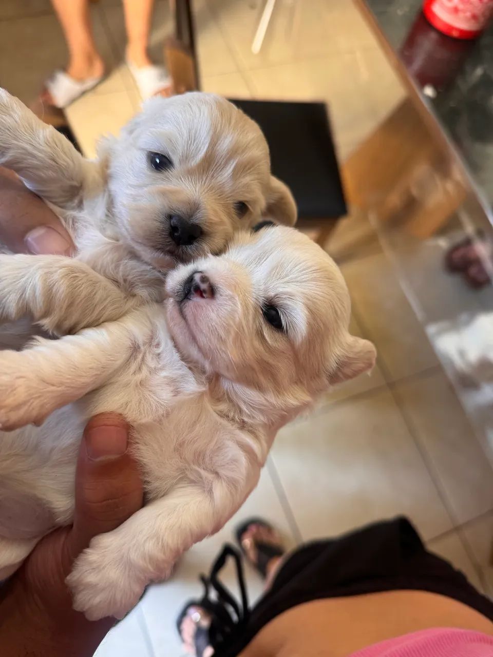 Lhasa apso - Foto 2