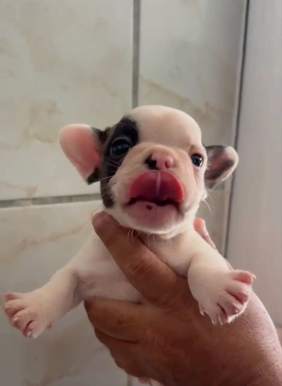 Bulldog francês  - Foto 4