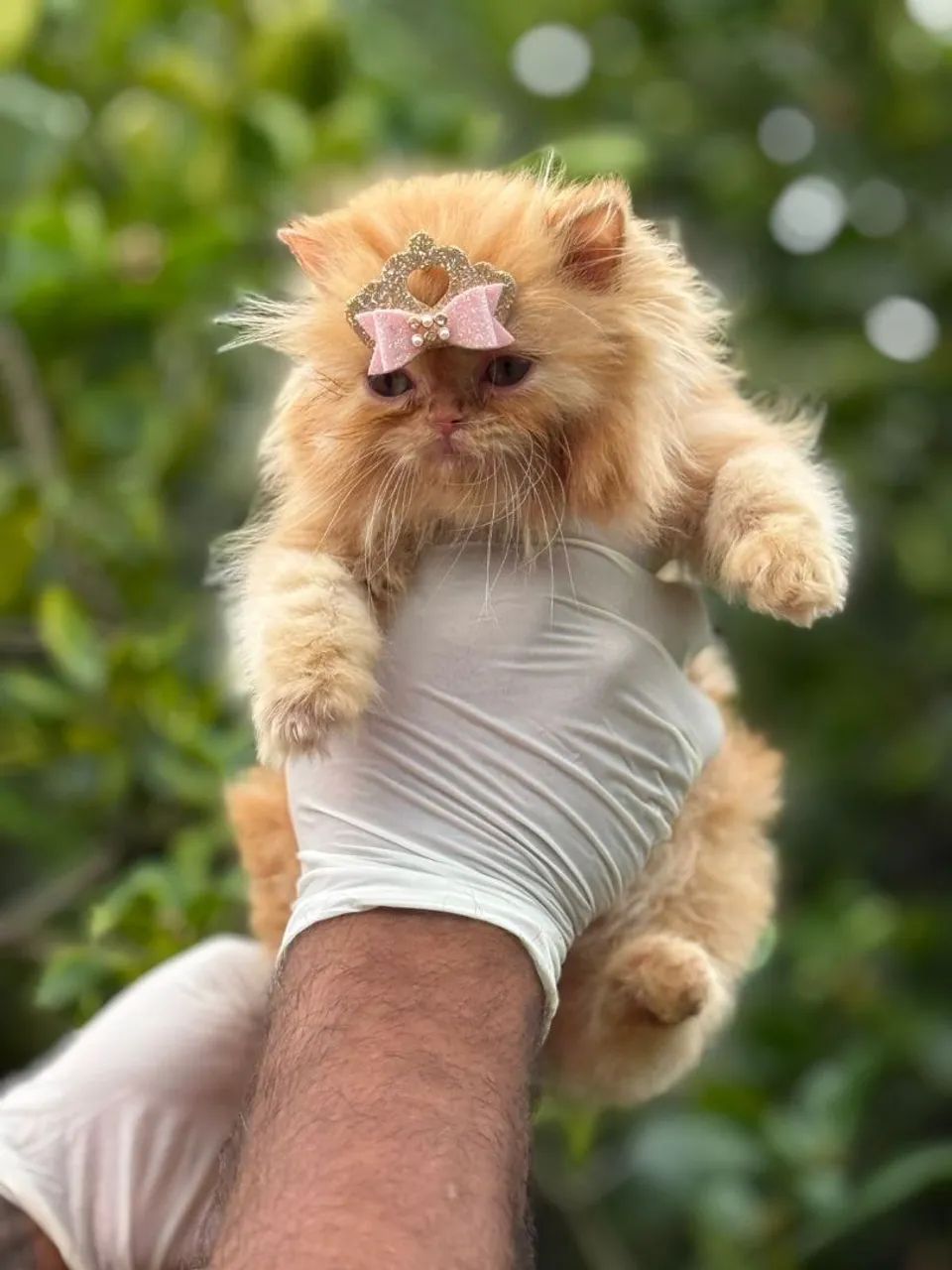 Gato Persa - Adora ronronar.