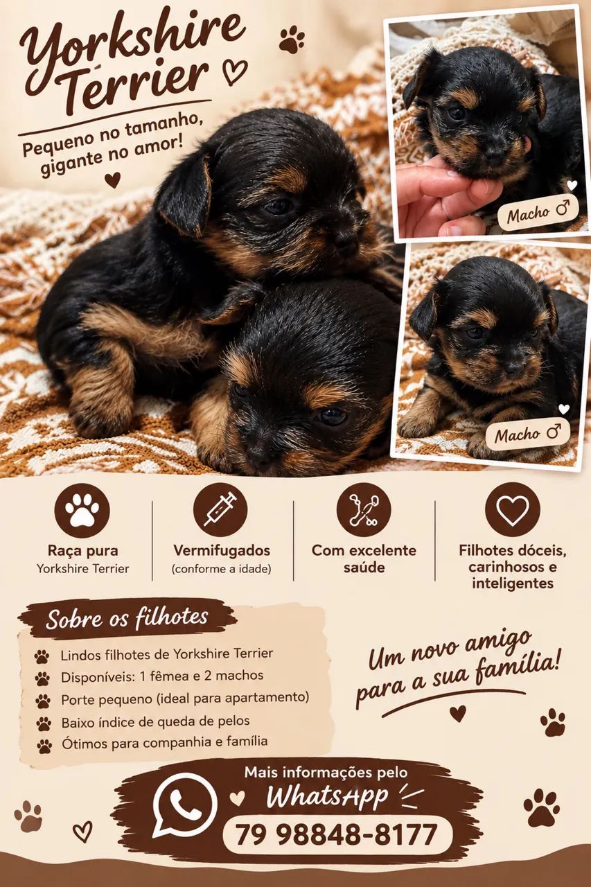 Vende-se cachorro macho yorkshire 