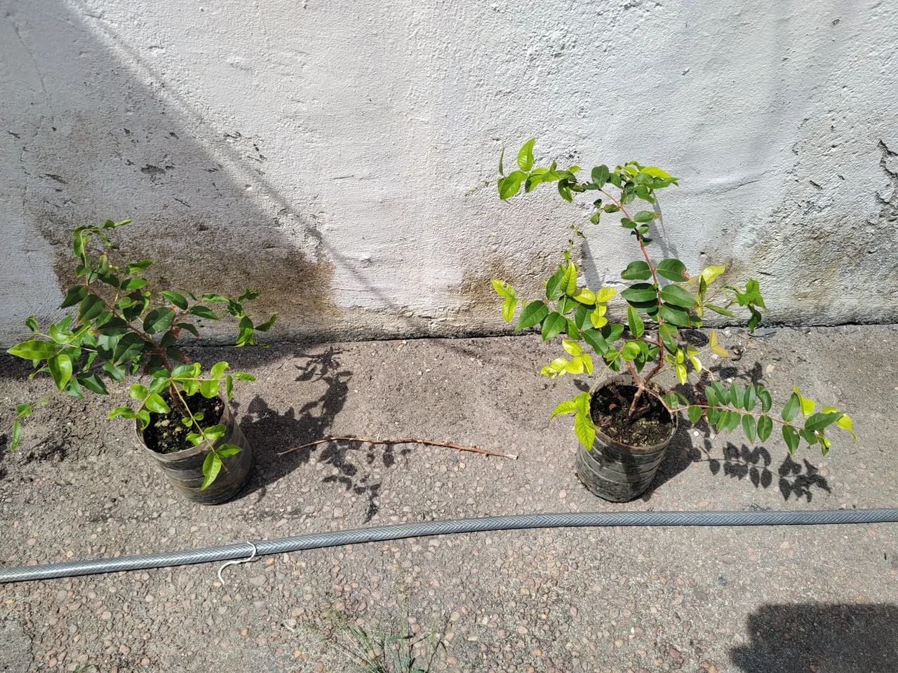 Pé de Jabuticaba  - Foto 2
