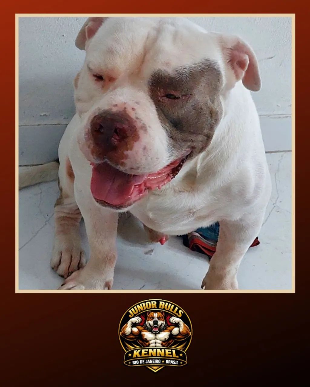 AMERICAN BULLY MACHO EXTRAORDINÁRIO  - Foto 4