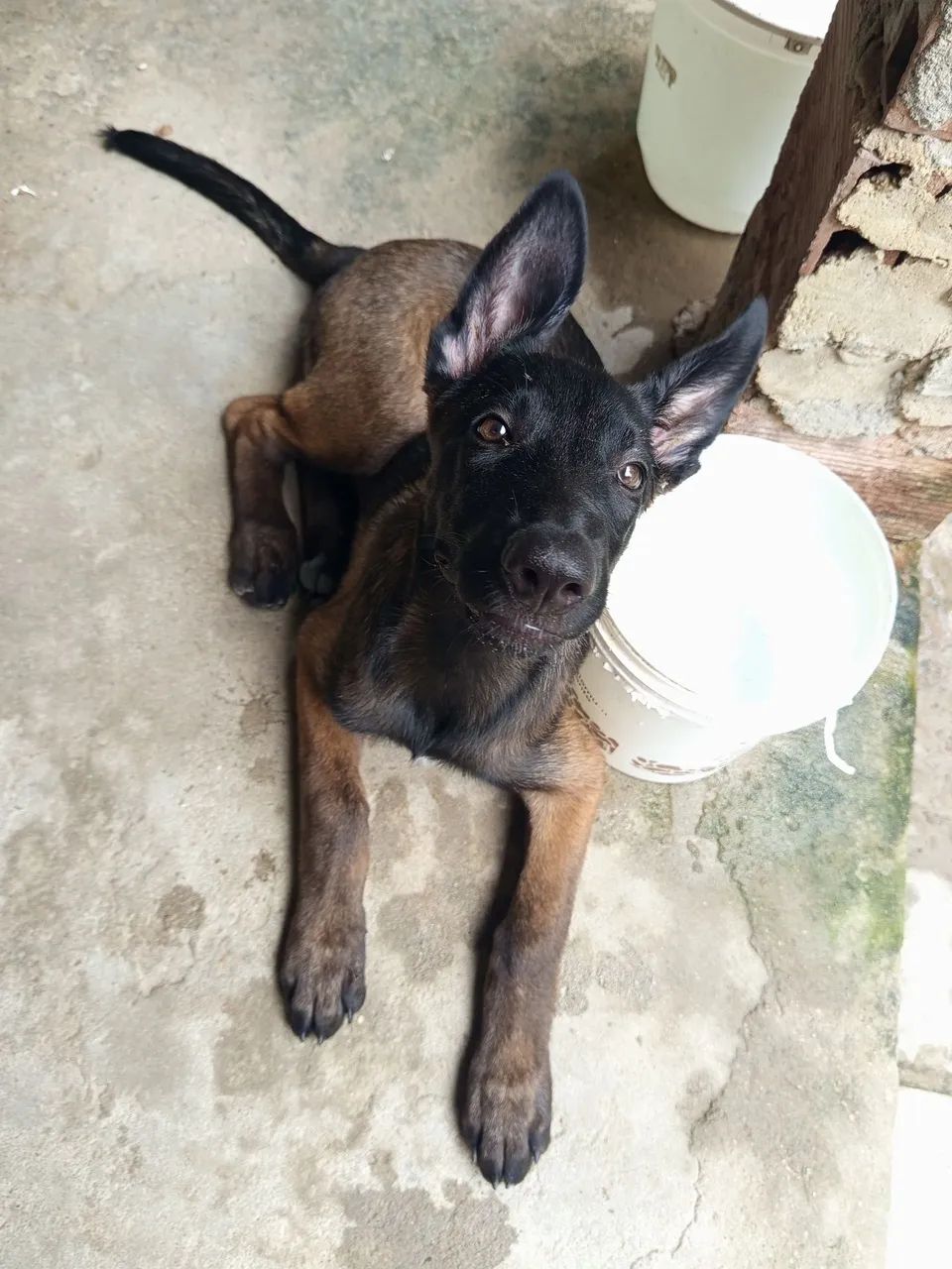 Belga  - Foto 2