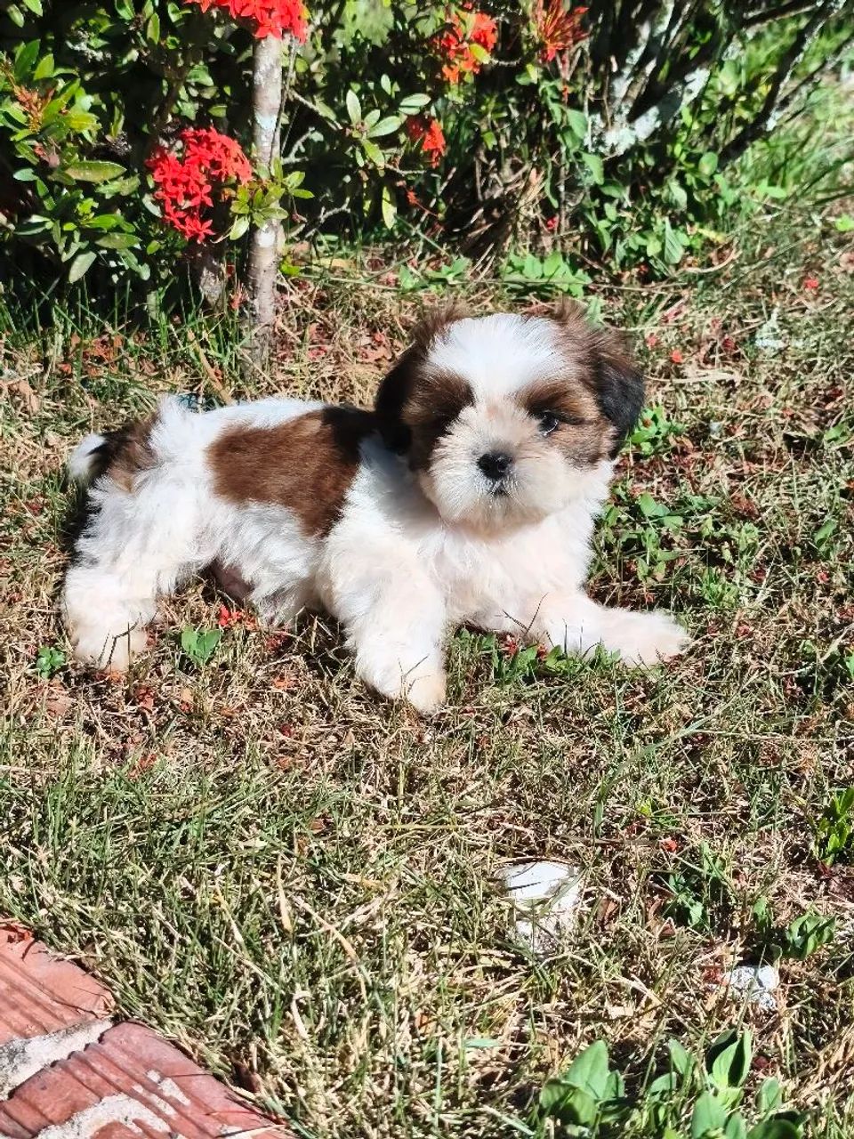 Shihtzu macho - Foto 4