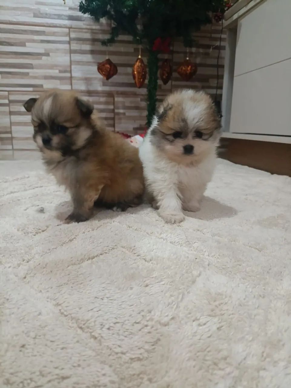 Vendo dois Spitz alemão!!! - Foto 3
