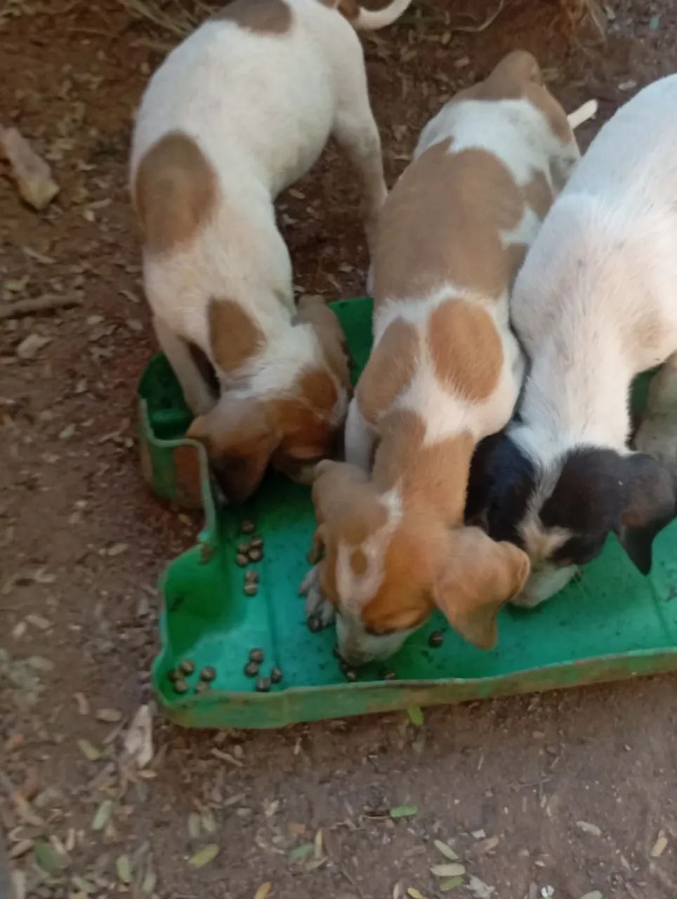 Cachorro americano 