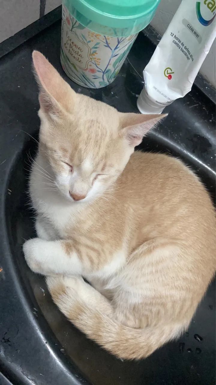 Gato macho castrado  - Foto 3