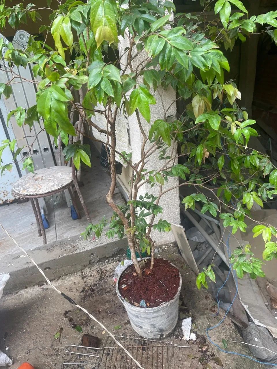 pé de jaboticaba 