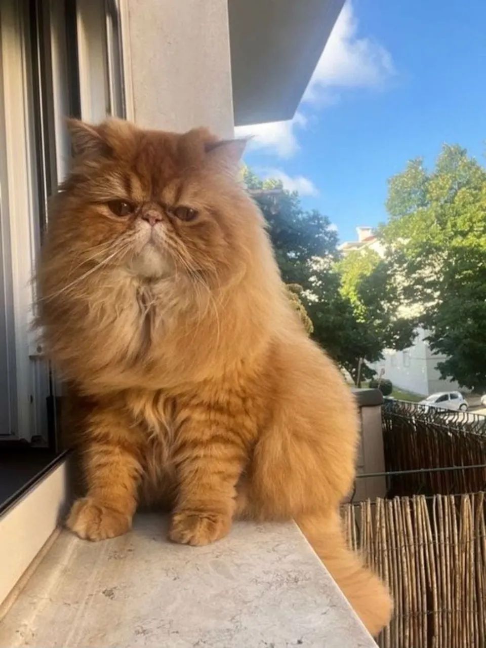 gato