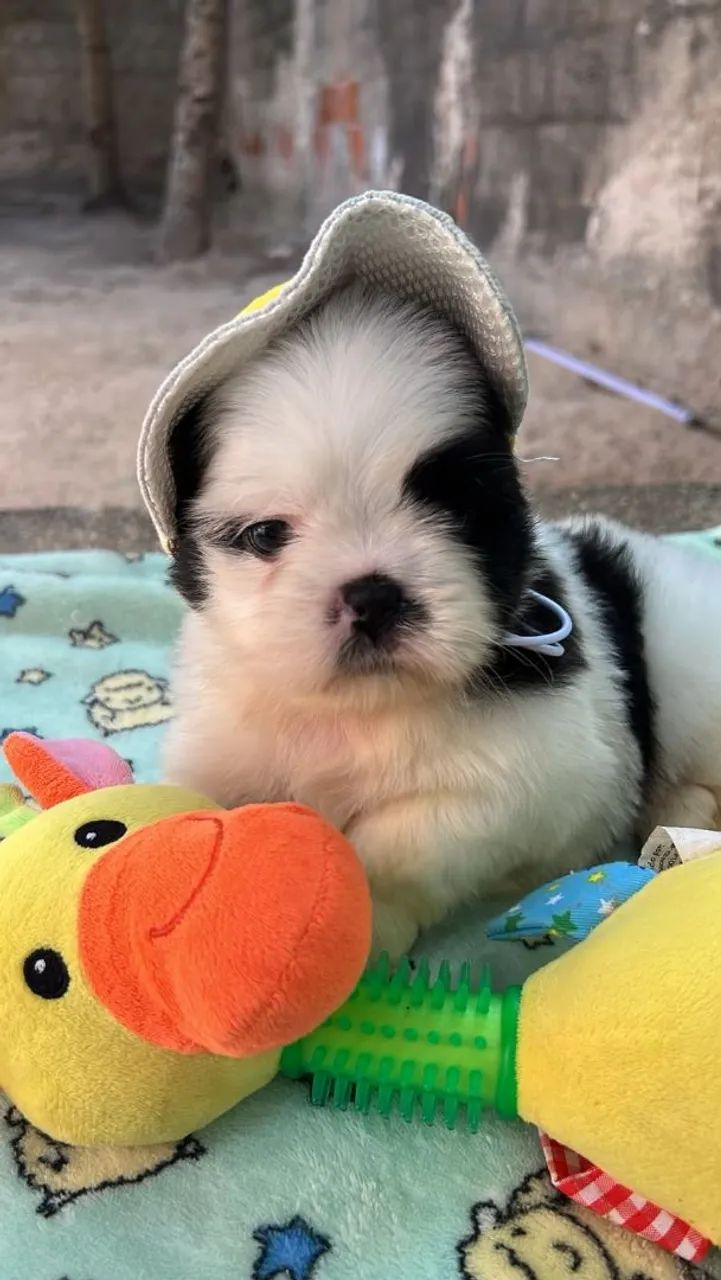 Shihtzu macho - Foto 2
