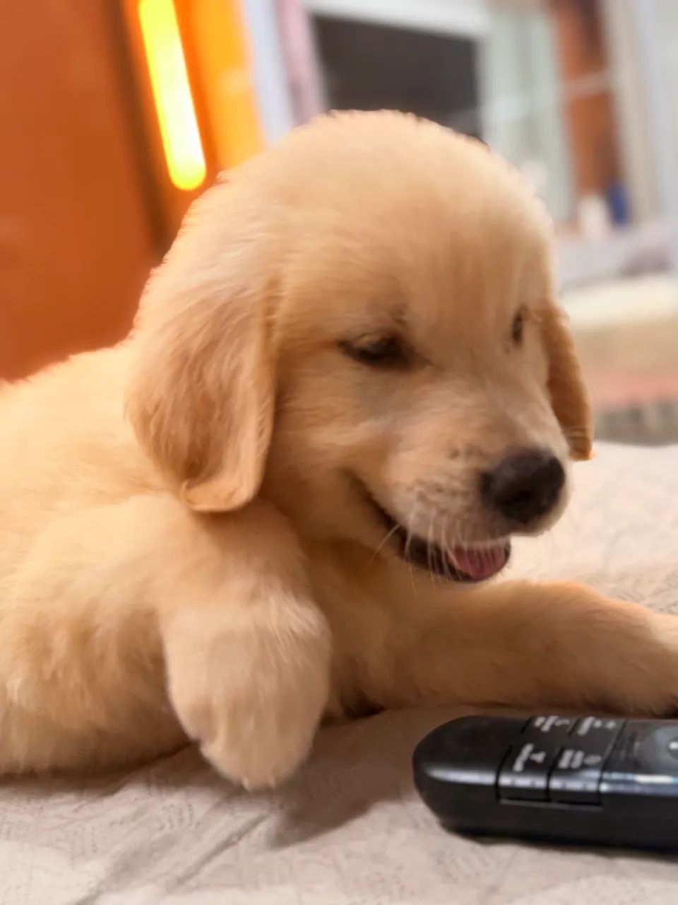 Golden Retriever  - Foto 2