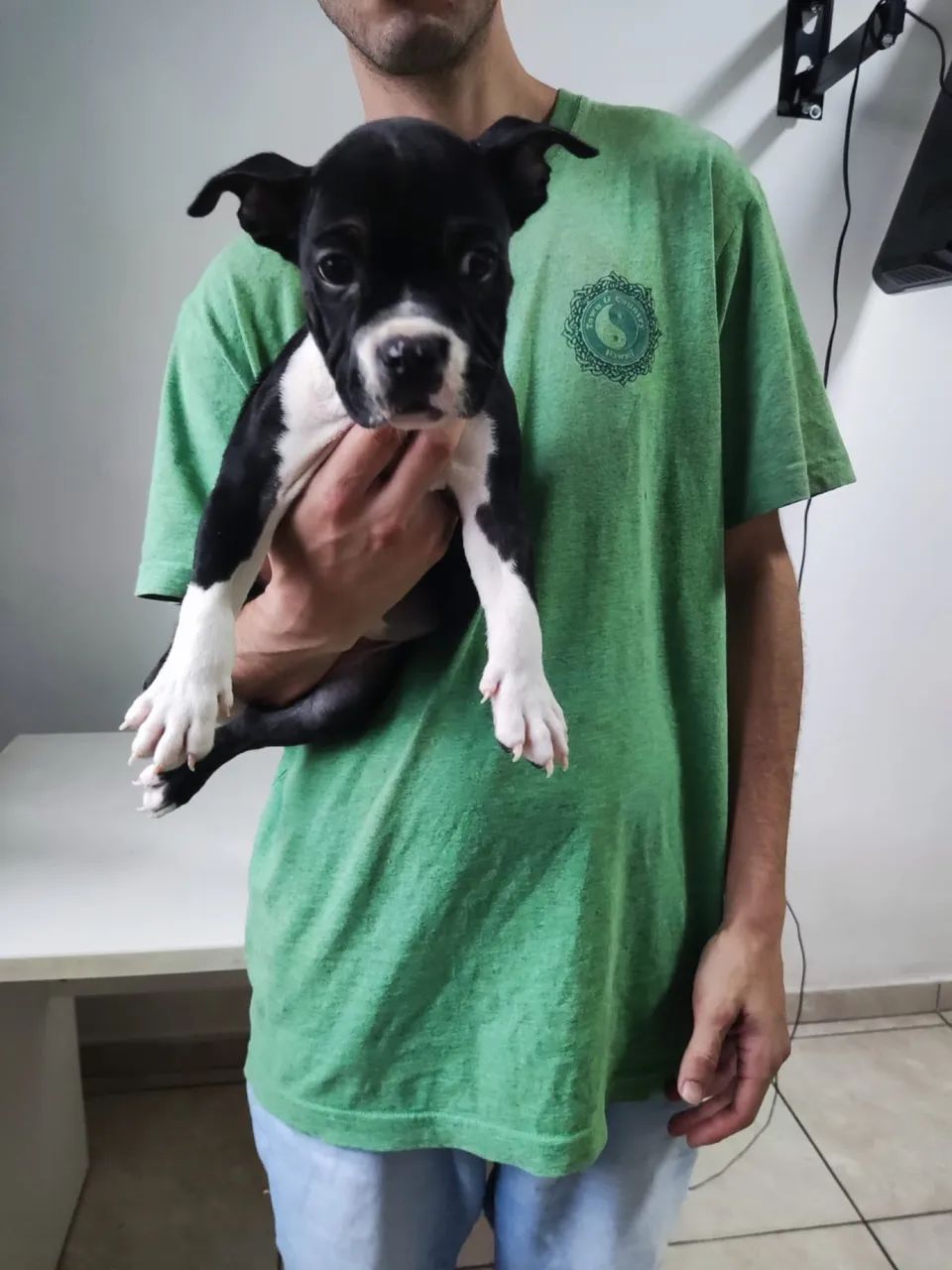 American bully micro femea - Foto 2