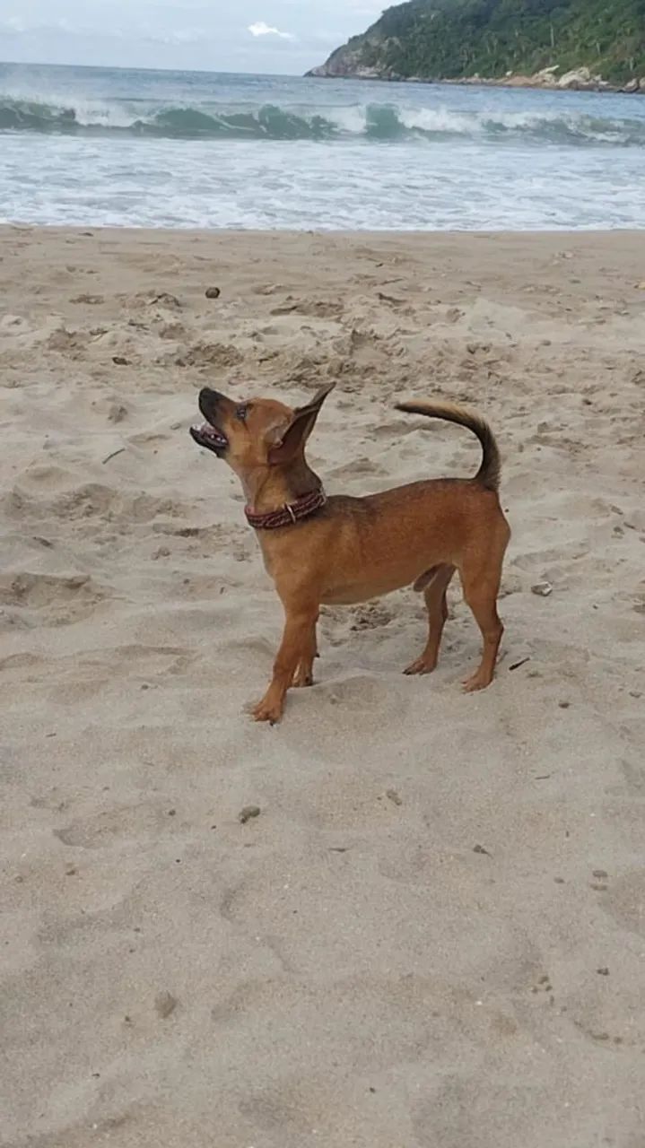 Chico procura por uma namorada 