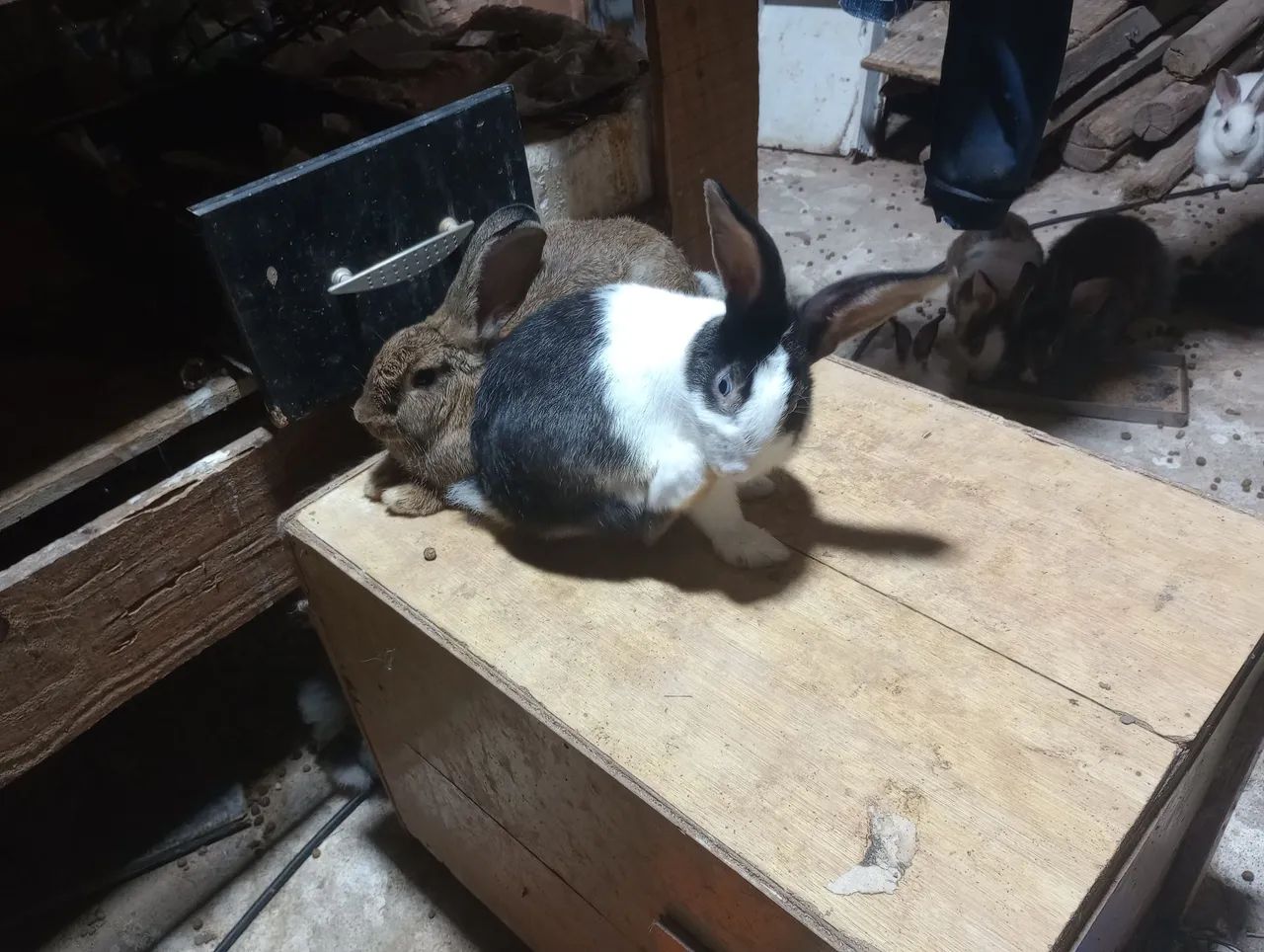 Vende -se Coelhos filhotes e adultos. - Foto 6