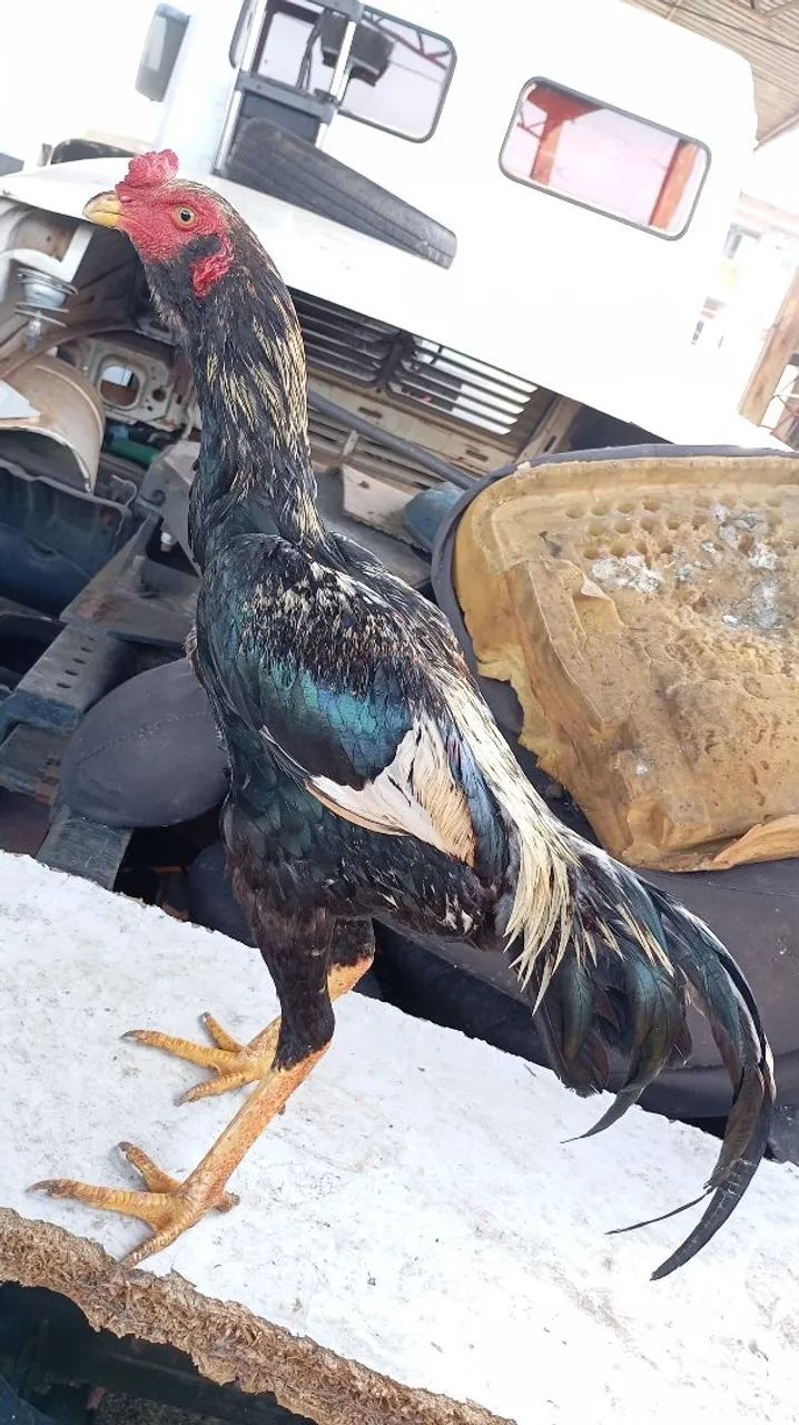 Disponível  - Foto 2