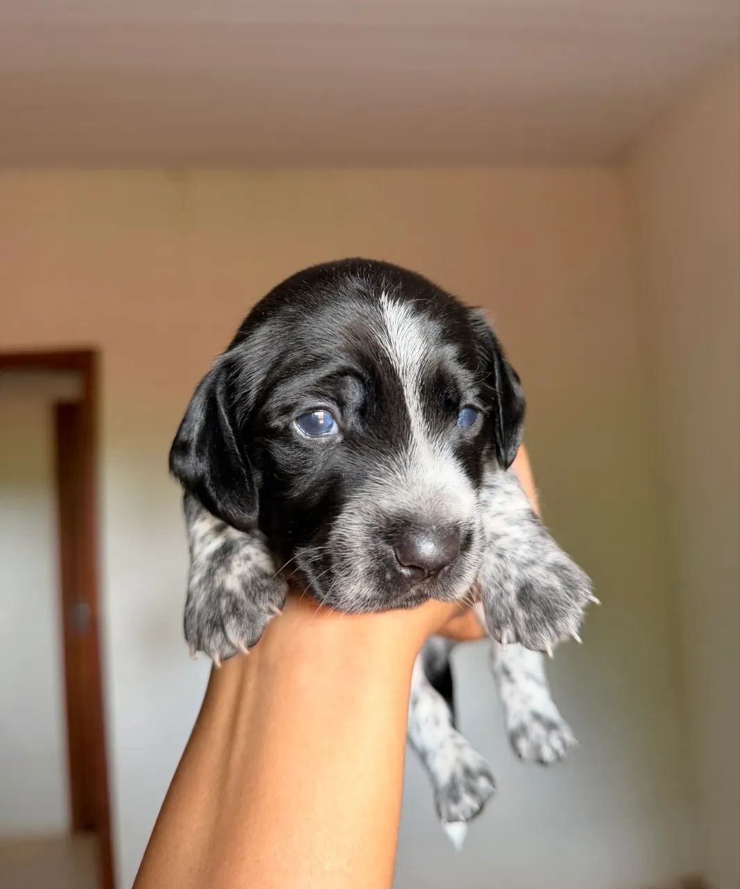 Filhotes de Dachshund (salsicha)  - Foto 3