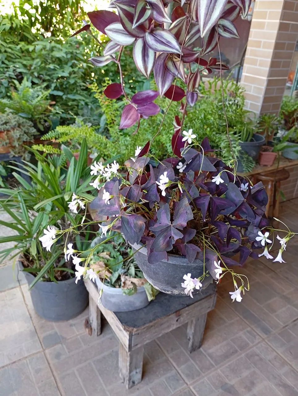 Sementes e plantas 