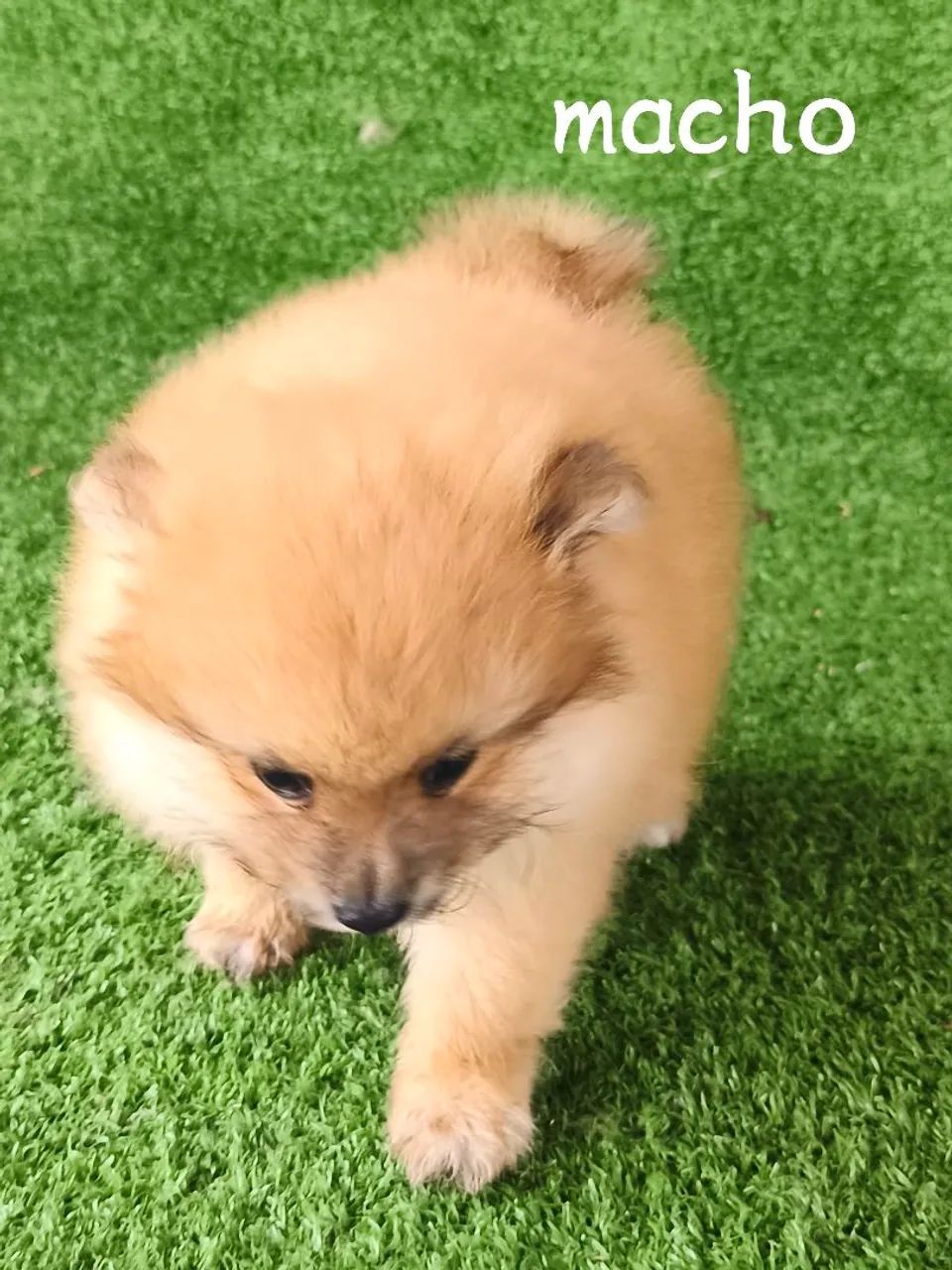 Spitz alemão 